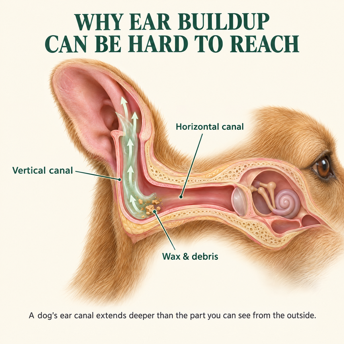 Why ear buildup can be hard to reach — a dog's L-shaped ear canal