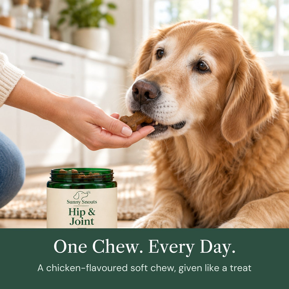 Owner giving a senior golden retriever a Hip & Joint soft chew