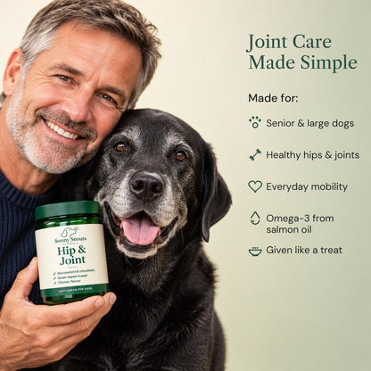 Man holding Sunny Snouts Hip & Joint with his senior black labrador